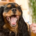 犬がストレスに感じ…
