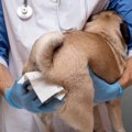 犬の『肛門腺絞り』…