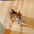 子犬が『家の中で迷…