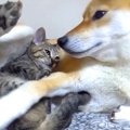 犬が『子猫に甘えら…