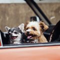 犬との休日を楽しむ…