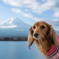 【本栖湖】愛犬と入…