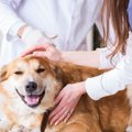 動物病院によく来る…