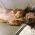 るんるん♡犬がご機嫌…