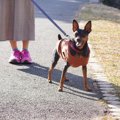 『冬の犬の散歩』に…