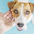 犬は飼い主の性格に…