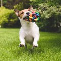 犬と飼い主さんの『…