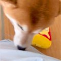 飼い主が『他の犬に…