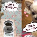 お気に入りフードが…