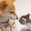 犬に『ワンコが苦手…