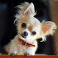 犬が見せるとっても…