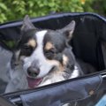 犬がみせる『老化の…