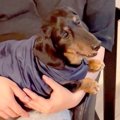 犬が赤ちゃんを初め…