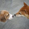 犬の発情期┃時期や行…