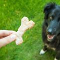 もっともっと～！犬…
