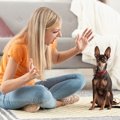 犬への叱り方「絶対N…