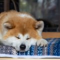 『マイペース』と言…