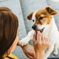 可愛くてつい…。犬の…