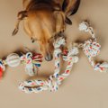 犬が使う『おもちゃ…