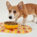 犬の『だらだら食べ…