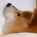 寝るために寝室へ向…