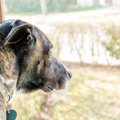 実は増えている犬の…
