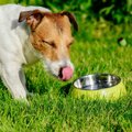 犬の喉が渇いている…