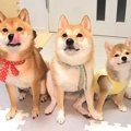 犬の3兄弟の『赤ちゃ…