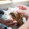 シャンプーの時に犬…