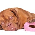 犬のウンチが異常に…