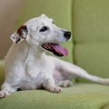 犬が『熱を出してい…
