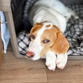 犬が『痛みを誤魔化…