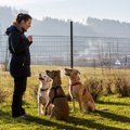 犬を傷つけない『ド…