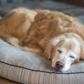 犬が『老化』してき…