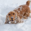 愛犬と雪遊びすると…
