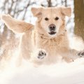 犬がはしゃぎすぎて…