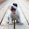 犬の口が異常に臭い…