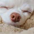 ひび割れてない？犬…