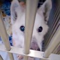 『明日までもたない……