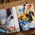 いつか訪れる愛犬と…