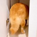 突然『雷』が鳴り、…