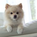 犬の噛み癖から家具…