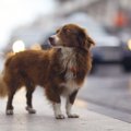 犬が『飼い主に捨て…