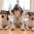 犬がチャイムの音に…