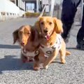 散歩中の犬2匹を撮影…
