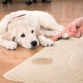 愛犬が上手にトイレ…