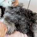 『人間の赤ちゃんみ…