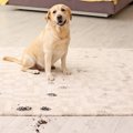 犬との暮らしで揃え…