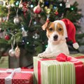 クリスマスを愛犬と…