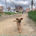【体験動画】犬に優…